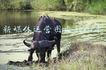 新媒体管家图文编辑器(从零学习新媒体运营)