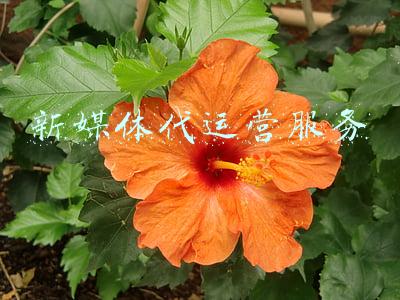 新媒体代运营(什么是新媒体代运营？为什么要做代运营)