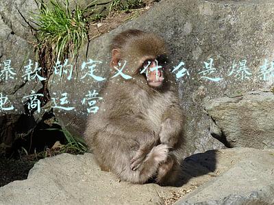 如何定义爆款(如何定义亚马逊爆款)