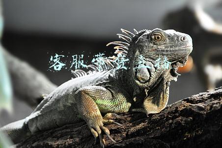 徐州货拉拉客服电话(车辆贴了“货拉拉”，就可以拉货又载客了？)