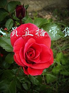 公职人员可以直播吗(“公职人员天天玩直播不丢脸吗？”美女副局长遭网友质疑，本人回应：我丢了谁的脸？)