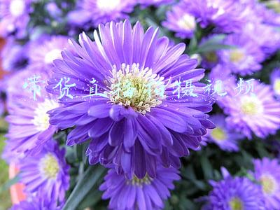 带货视频拍摄(1周销售额2272万，家居视频怎么拍？|短视频运营直播带货技巧)