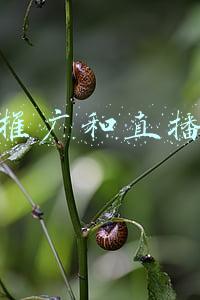 图文推广和直播带货