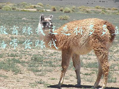 微商卖货系统(微商系统丨微商管理代理系统开发「复盈科技」)