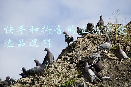 快手选货平台(快手号交易平台丨快手号交易网站 快手账号交易平台)