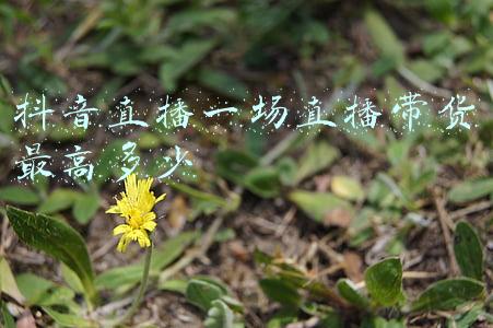 抖音直播带货最高销售记录(从世界冠军到直播带货，11年获得10块金牌的李园园成了“生活的冠军”)