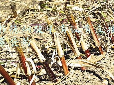 郭德纲徒弟有没有直播带货的