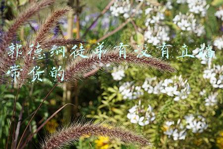 郭德纲83个徒弟排名(郭德纲徒弟八九十个，他最可能继承老郭的衣钵！)