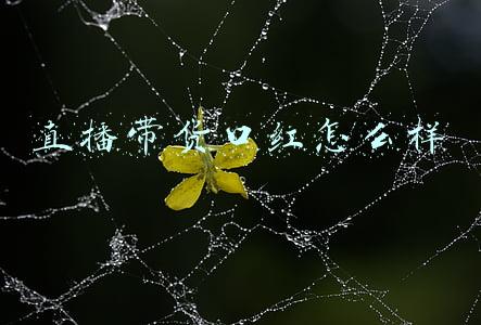口红直播带货的直播主题(【干货】值得收藏！李佳琦口红视频带货经典案例大复盘 | 竖屏)