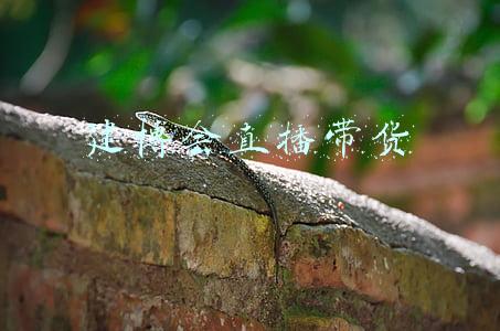 建博会直播带货