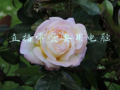 直播带货要用电脑