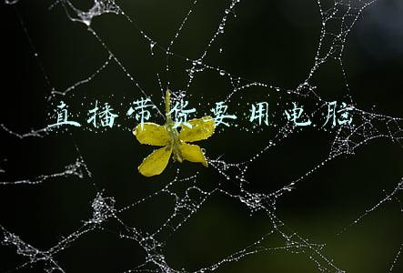 直播带货要交多少税(主播到底该怎么纳税？薇娅被罚13.41亿，直播行业的警示)