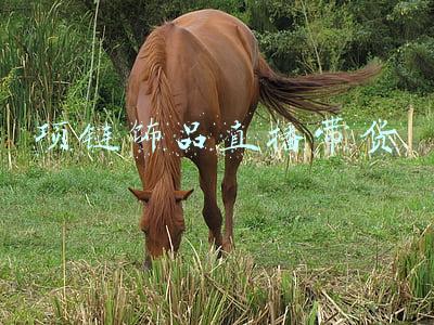 项链饰品直播带货