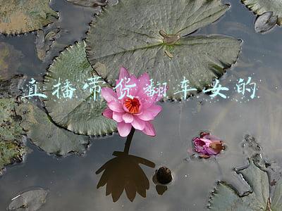 直播带货翻车视频(祥麟直播带货翻车了？下面我也算正面回应一下整件事的始末吧)