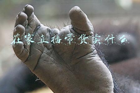 如何开快手直播卖货(快手直播卖货操作指南)