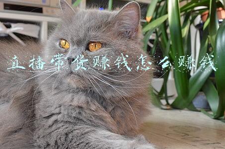 直播带货是怎么赚钱的(上海金山：“直播带货”如何赚钱？这起案件揭秘其中套路)
