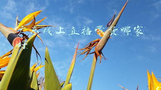 广州带货主播公司(在广州注册一个直播带货公司大概需要多少费用？)
