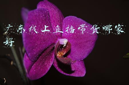 广东满山红报货平台(江西企业上市“映山红行动”2.0版来了)