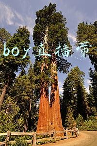 央视boy(央视中秋晚会预告：央视boys登场，刘诗诗再穿古装，丁真清唱新歌)