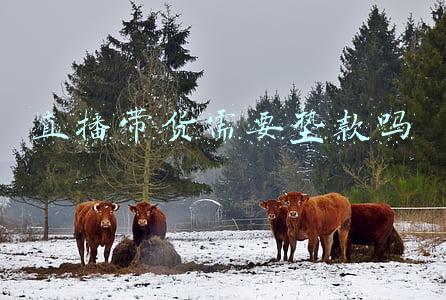 直播带货需要交押金吗(资讯｜抖音带货保证金来了，这500块钱到底该不该交？)