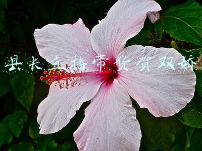 副县长直播带货(助力复工复产：浙江淳安女副县长开直播为千岛湖有机鱼带货)