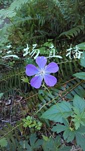 罗永浩三场直播带货多少
