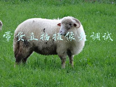 海康摄像头安装调试(安装海康威视监控，发现没有显示器调试怎么办？)
