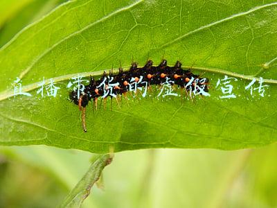 直播带货的虚假宣传