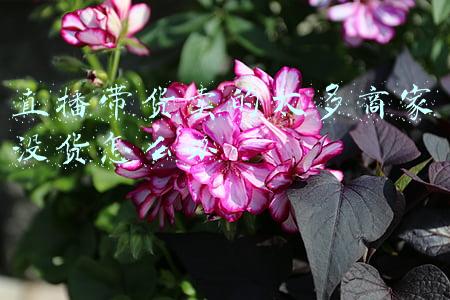 直播带货卖的太多商家没货怎么办
