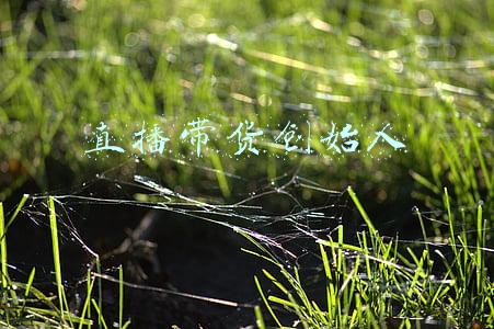直播带货是谁(新疆“网红局长”贺娇龙：因策马雪原走红，直播带货破亿元)