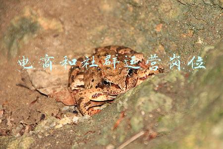 电商和社群运营岗位