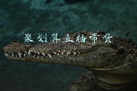 聚划算官方旗舰店(聚划算百亿补贴入驻旗舰店超过1800家)