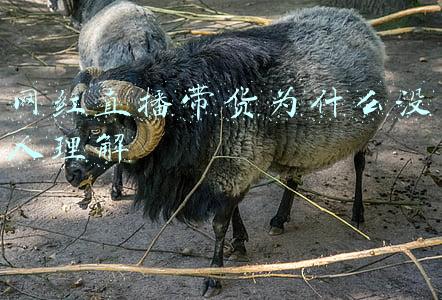 网红直播带货的问题(网红直播带货能走多远？十个关键问题以及答案)