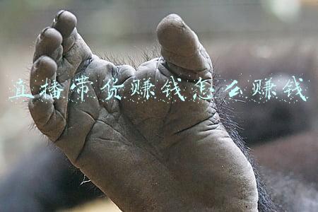 直播带货赚钱怎么赚钱