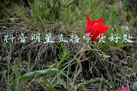 抖音直播带货的好处(什么是抖音直播带货口碑分，这个对于带货有什么好处？)
