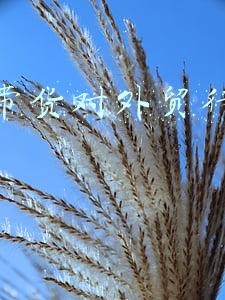 直播带货对外贸行业的影响