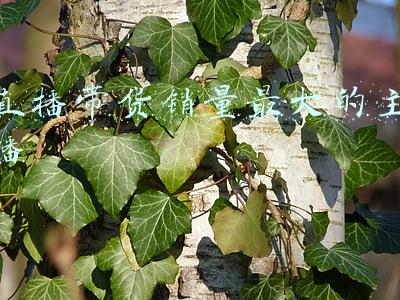抖音带货销量榜单(“抖音电商排行榜”10月榜单来了！应季热门好物，引领消费新风向)