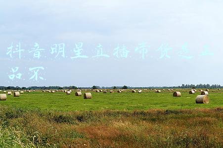 明星直播带货(前泳坛明星孙杨直播带货的背后)