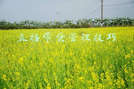 直播带货管理技巧