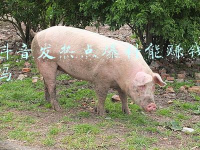发抖音流量多能赚钱吗(抖音流量池算法规则是什么？发视频有哪些注意事项？)