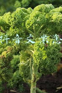 营销抖音文案怎么写