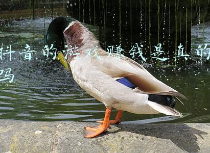 抖音游戏怎么赚钱(十分钟教会你，抖音小游戏赚钱全过程，一部手机完成所有操作)