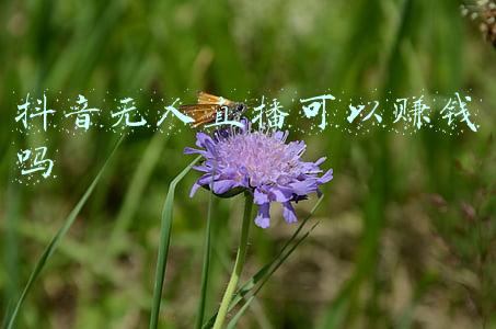 抖音直播没人看也能赚钱吗(抖音直播没人看怎么办，抖音的流量密码究竟是什么？)