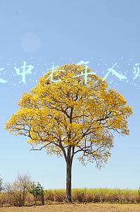 抖音帮助老人的主播(年近九旬曲剧演员带领一家八口抖音唱戏，网友打赏支持民间剧团)