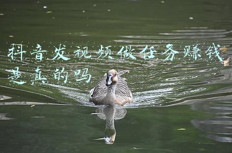 发任务平台(任务发布领取平台系统开发)