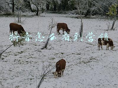 抖音怎么看到好友在线(抖音的本地生活，可能做不起来)
