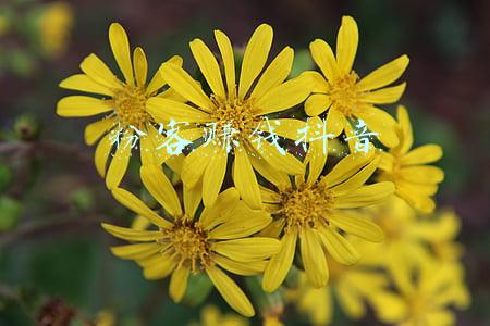 抖音刷客怎么赚钱(抖音刷单骗局 千万别被忽悠)