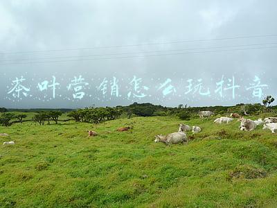 茶叶抖音文案(净秋空，一杯茗香，无事来杯清心茶)