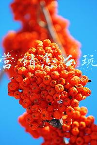 茶叶营销怎么玩抖音