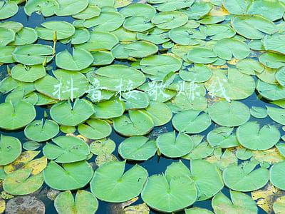 抖音戒哥(戒哥，自己在家中戒毒成功，因此成为了很多人心中自律目标)